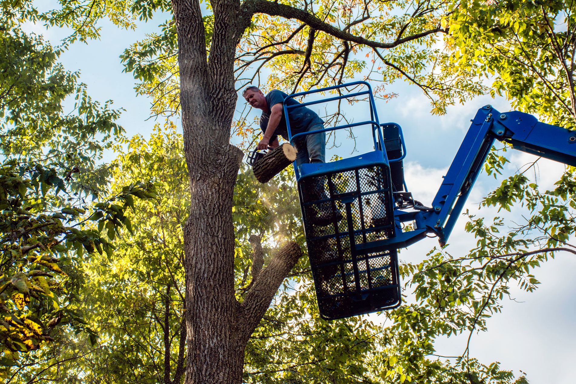 tree-trimming-near-me-the-local-tree-experts